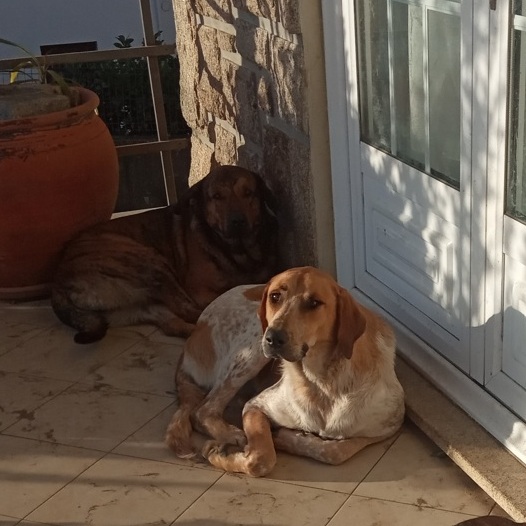 Amália e Tricky