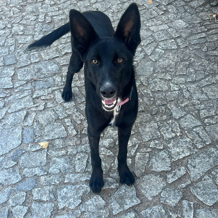 Asha