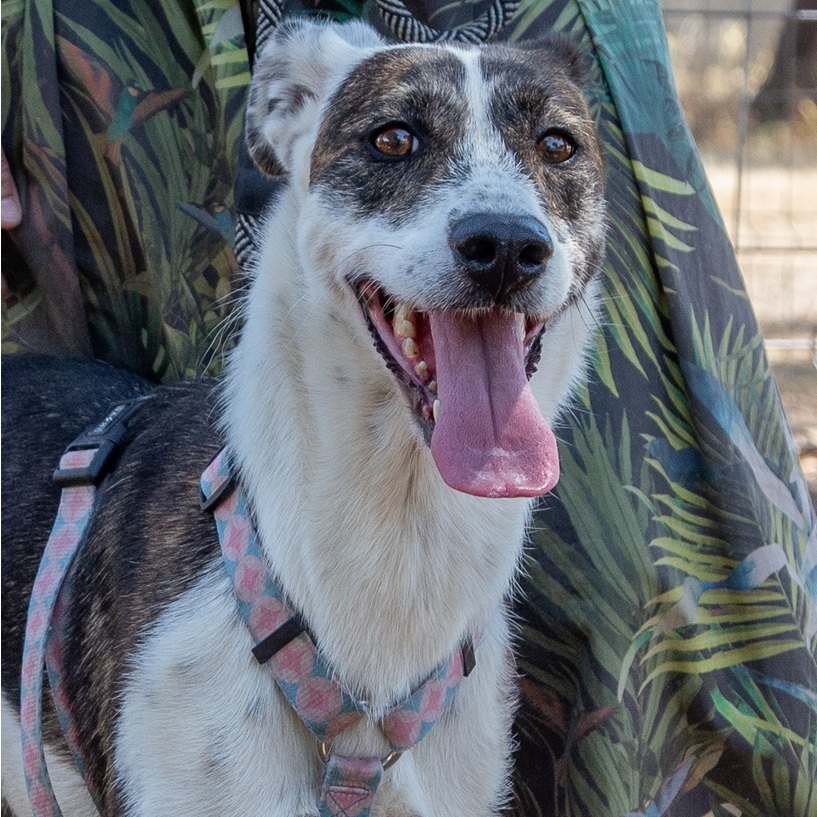 Laika