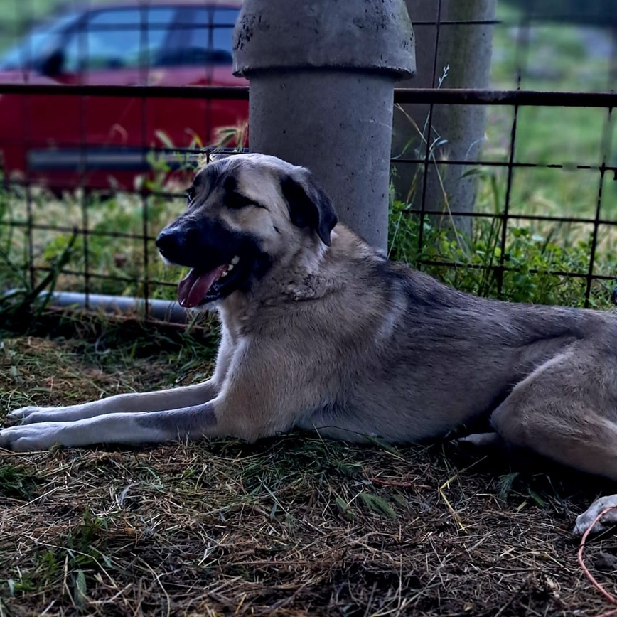 Loba