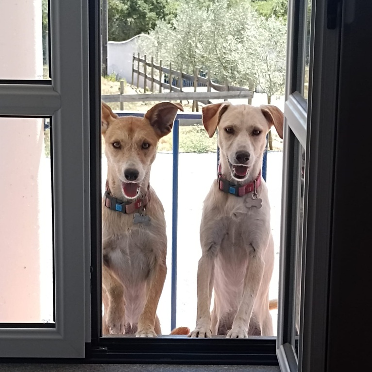 Pipa & Pilar
