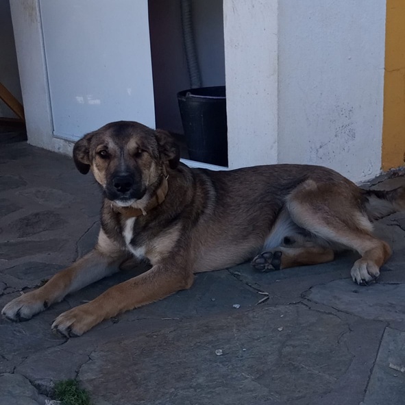 Xico